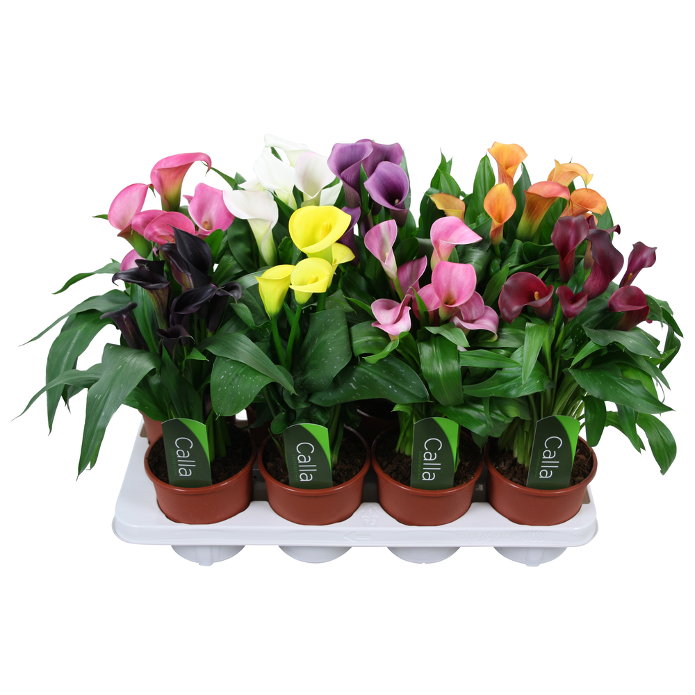 Zantedeschia gemengd Calla mix met etiket.