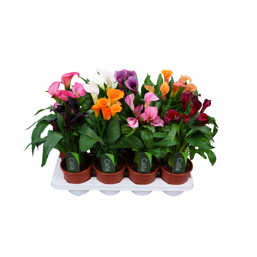 Zantedeschia gemengd Calla mix met etiket.