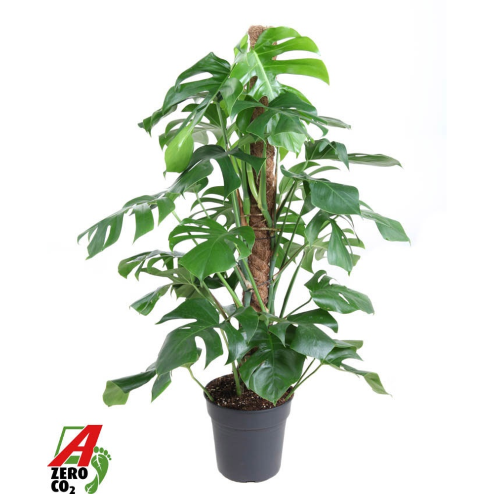 Monstera Deliciosa mosstok P24.