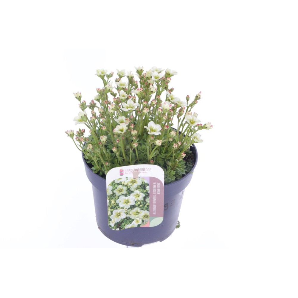 Saxifraga Touran Limegreen.