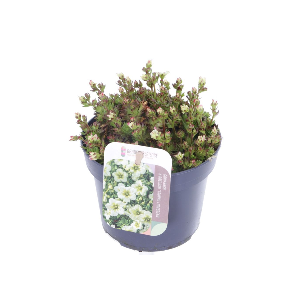 Saxifraga Touran Limegreen.