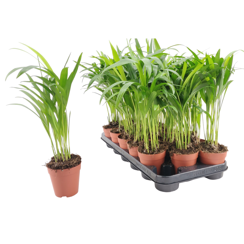 Dypsis Lutescens p9.