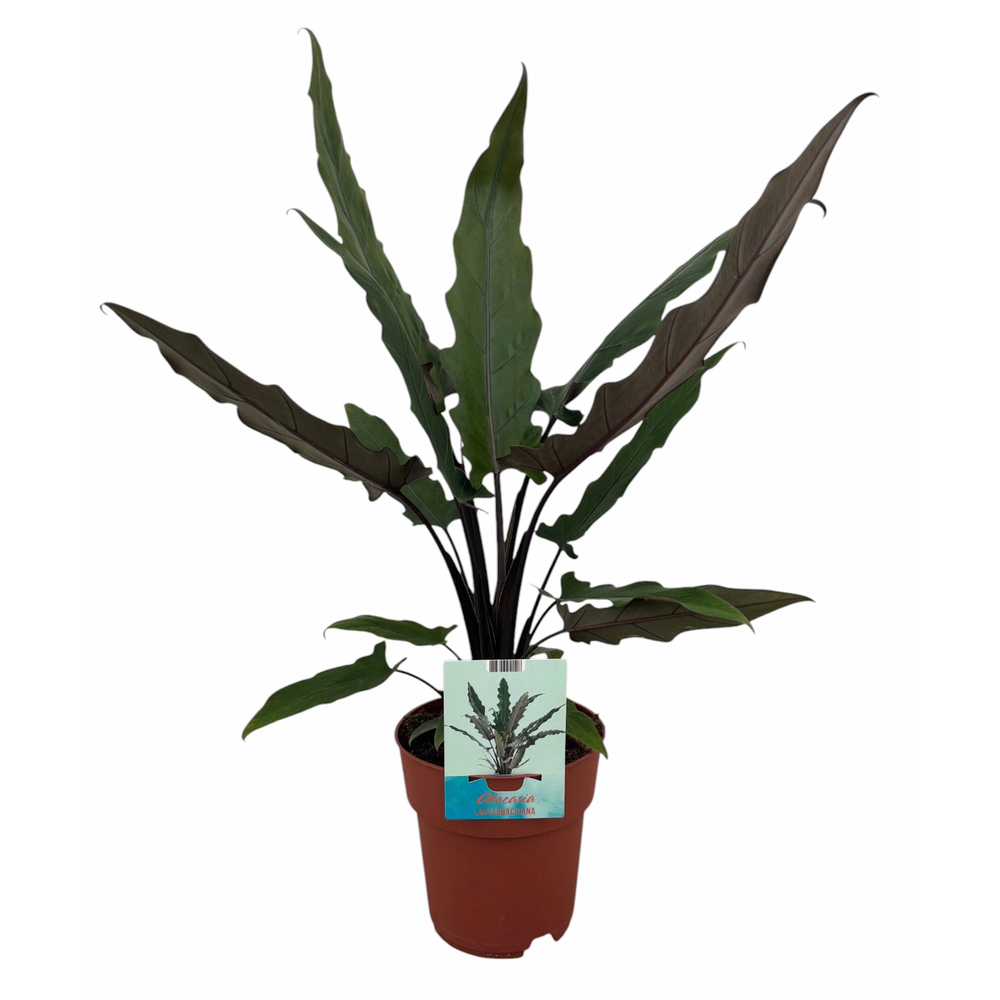Alocasia Lauterbachiana.