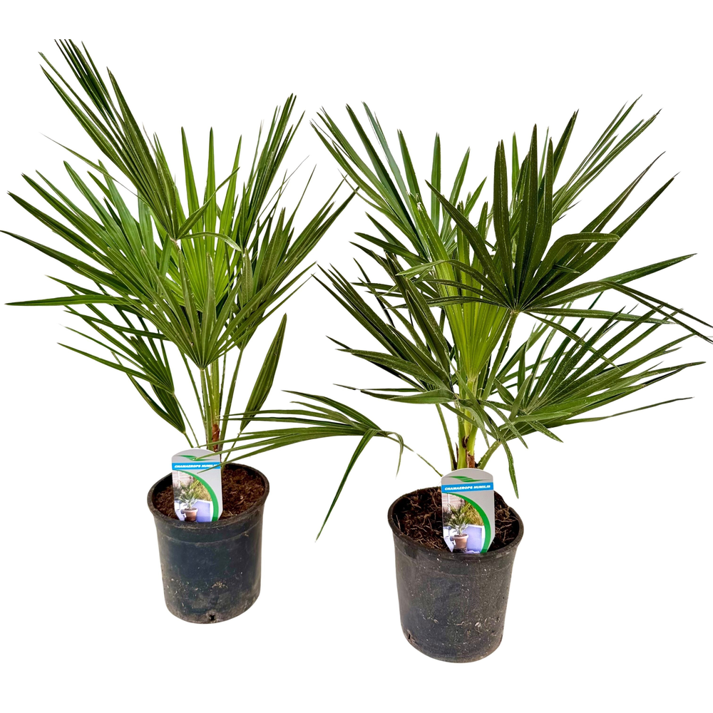 Chamaerops humilis P14.