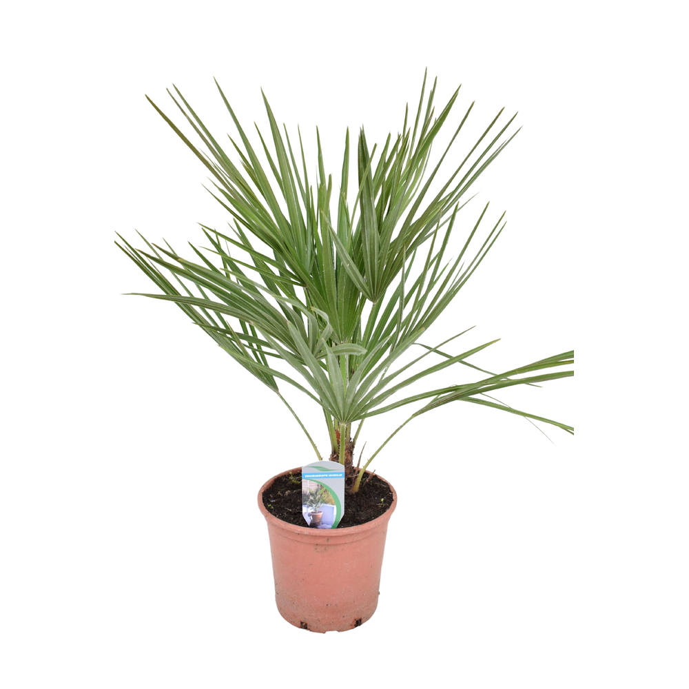 Chamaerops humilis P18.