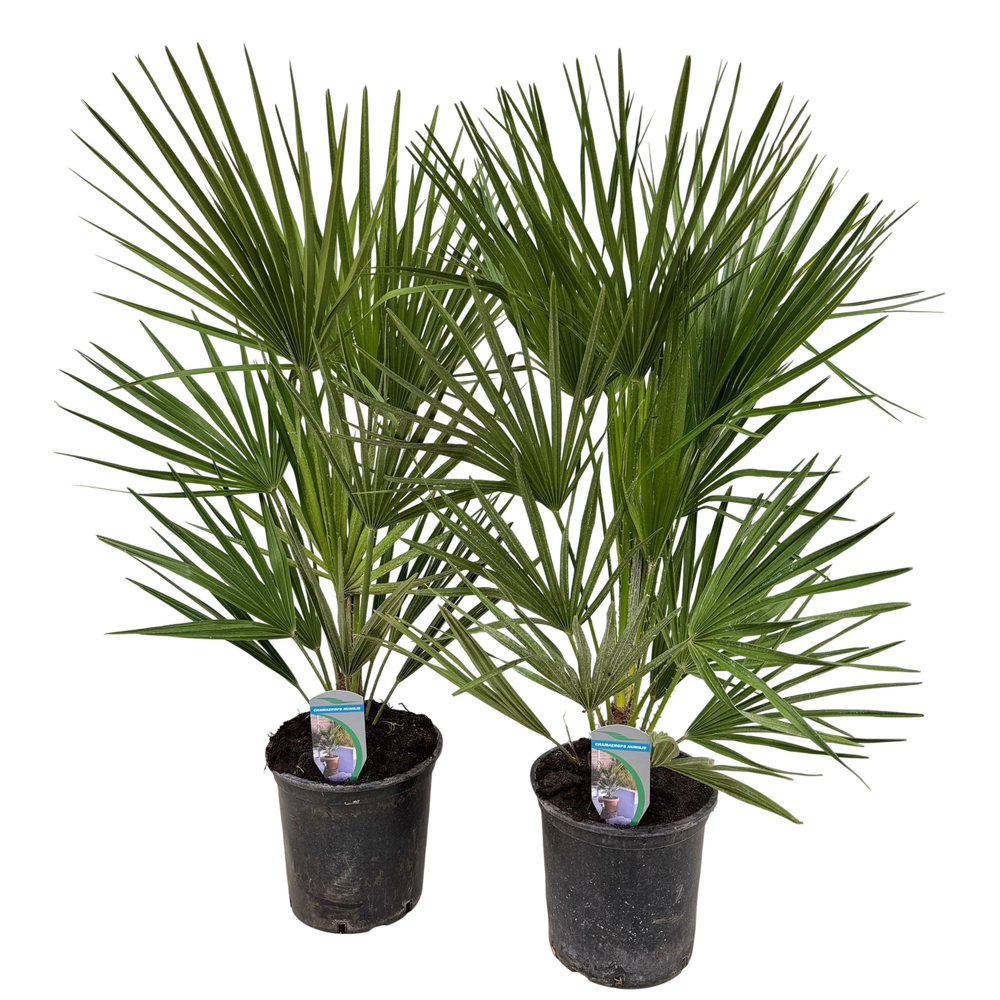 Chamaerops humilis P18.