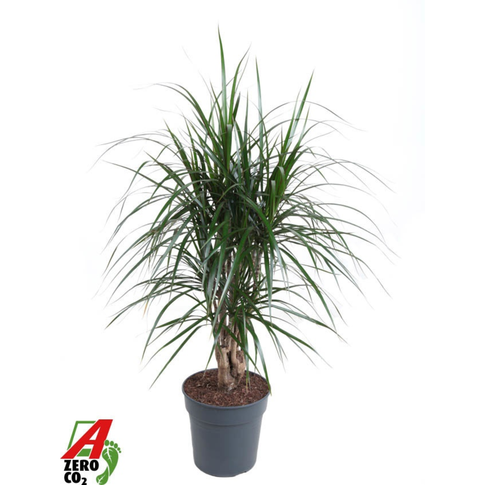 Dracaena Marginata vertakt P24.