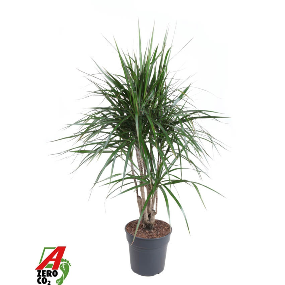Dracaena Marginata vertakt P27.