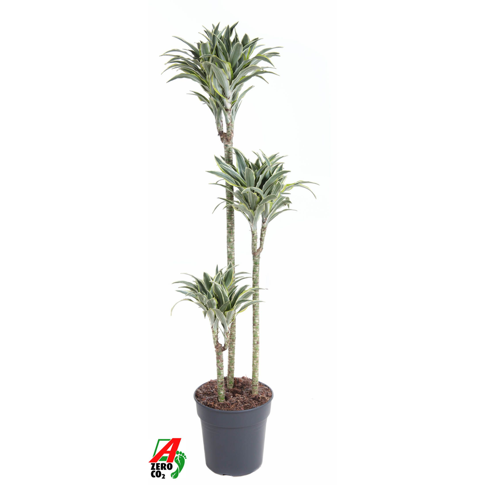 Dracaena Surprise 90-60-30.