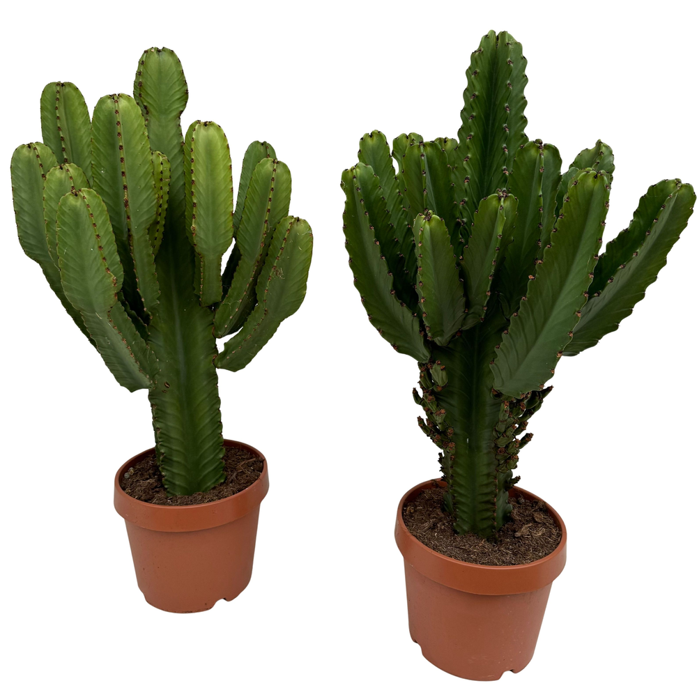 Euphorbia ingens P30.