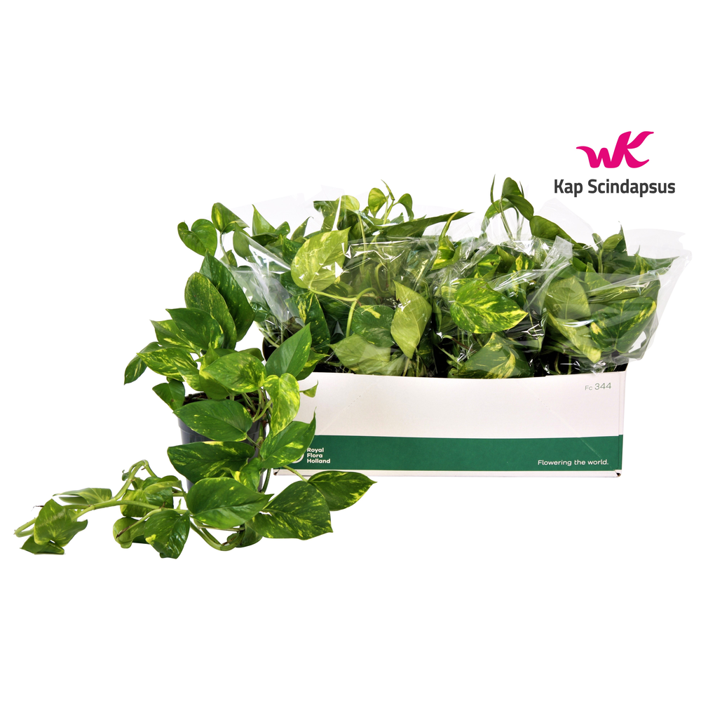 Scindapsus (Epipremnum) Aureum GEEN HANGPOT 15cm.
