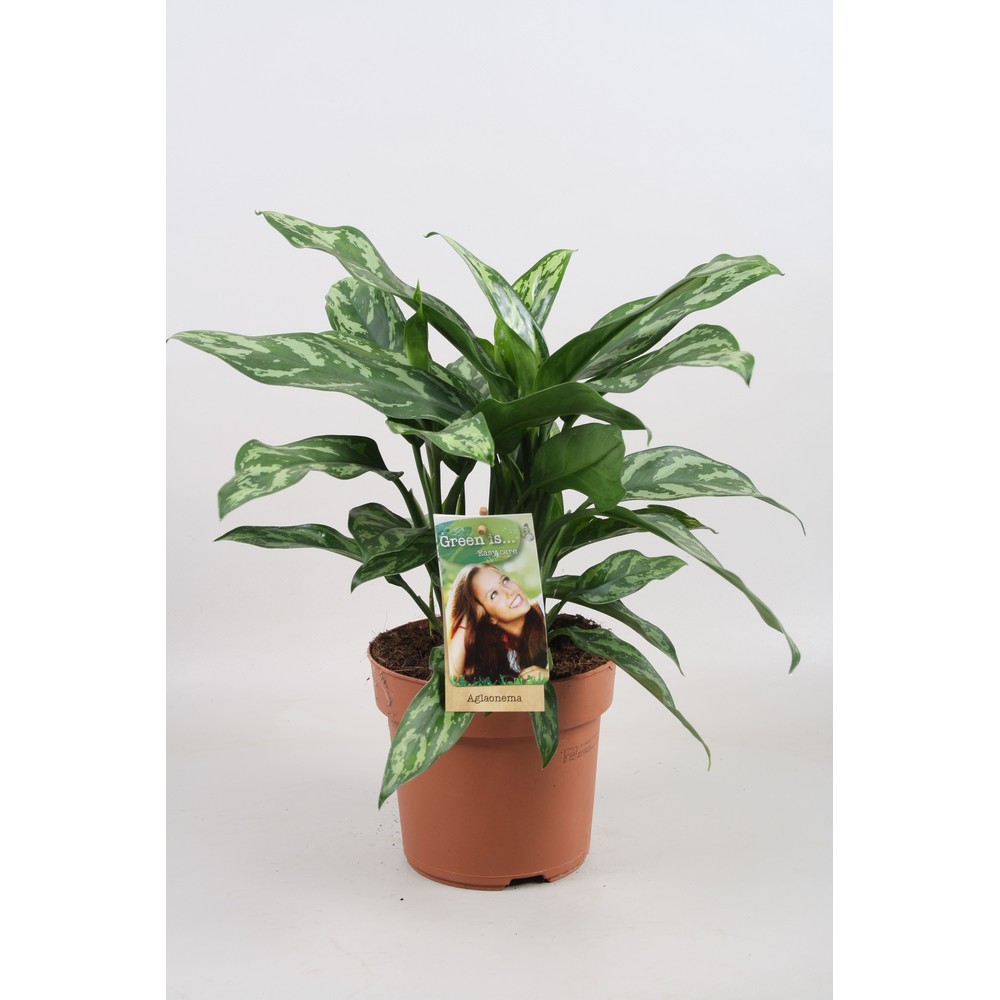 Aglaonema Maria.