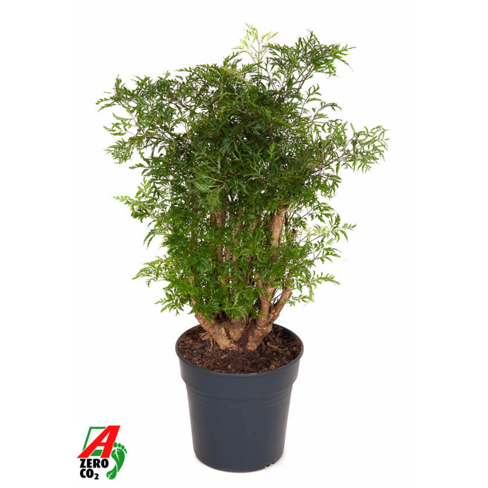 Polyscias Ming vertakt P21.