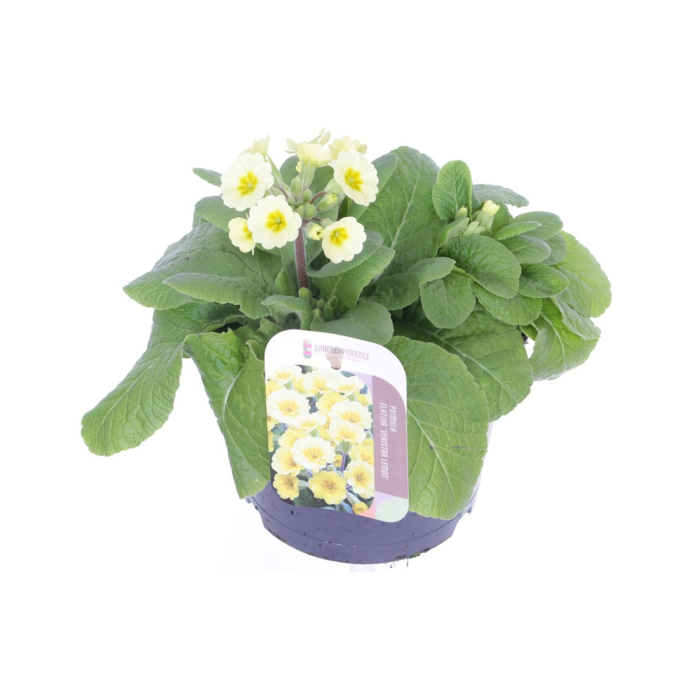 Primula elatior Veristar Lemon.