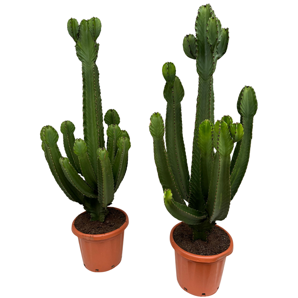 Euphorbia ingens P40.