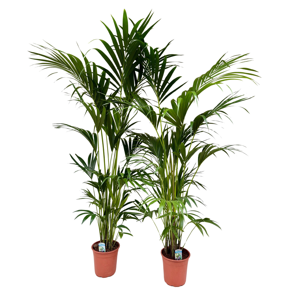 Howea forsteriana P24 H180.