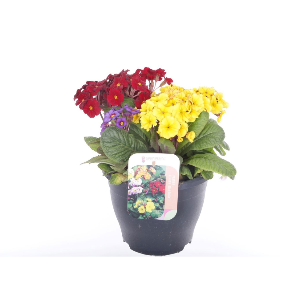 Primula elatior Gold Nugget mix.