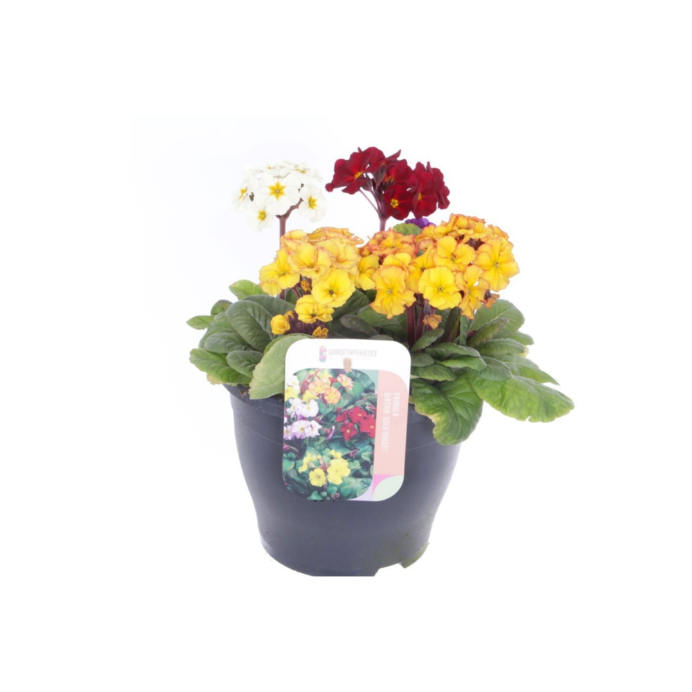 Primula elatior Gold Nugget mix.
