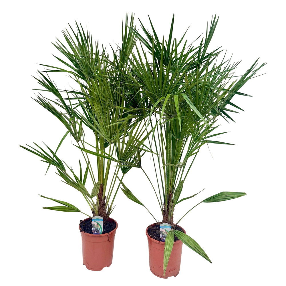 Chamaerops humilis P21.