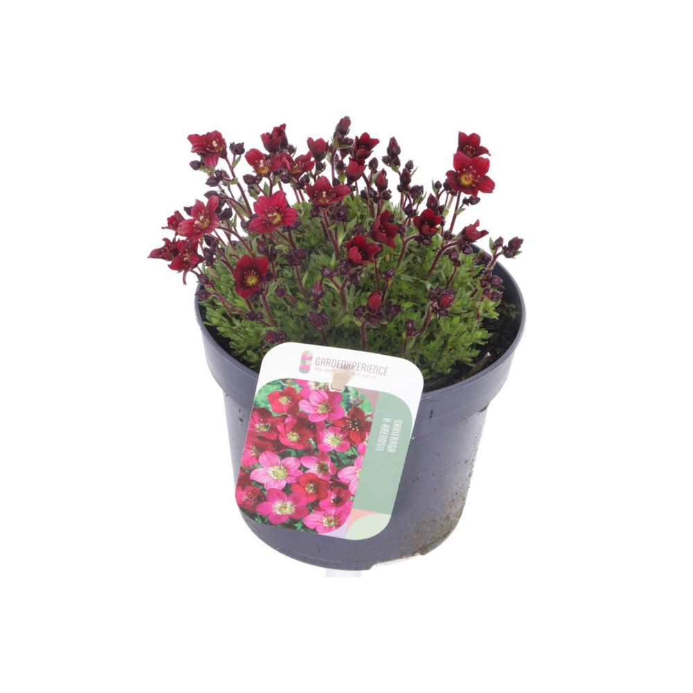 Saxifraga Touran Deep Red.