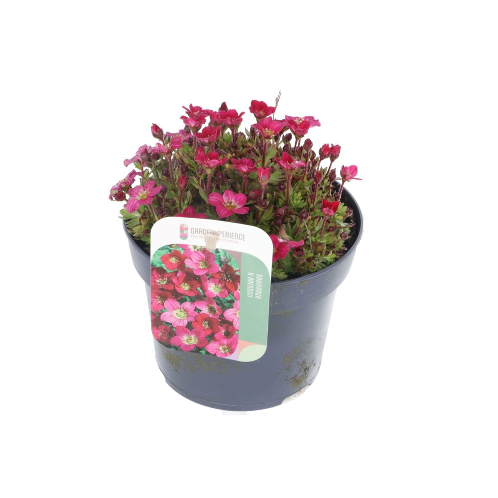 Saxifraga Touran Deep Red.