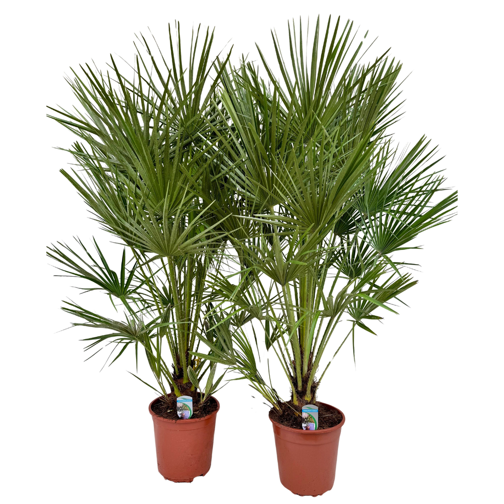 Chamaerops humilis P26.