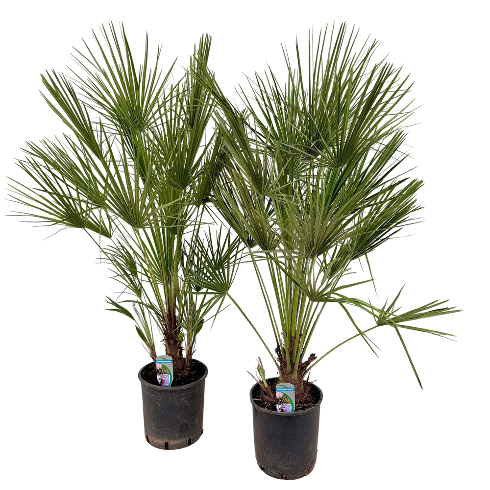 Chamaerops humilis P24.