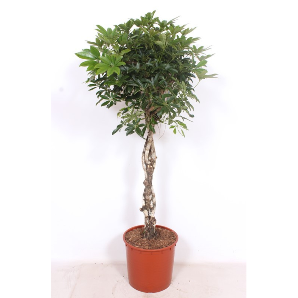 Schefflera arboricola 'Compacta'.