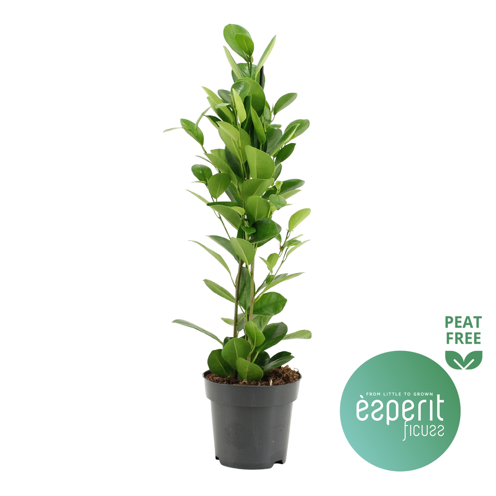 Ficus microcarpa Moclame®.