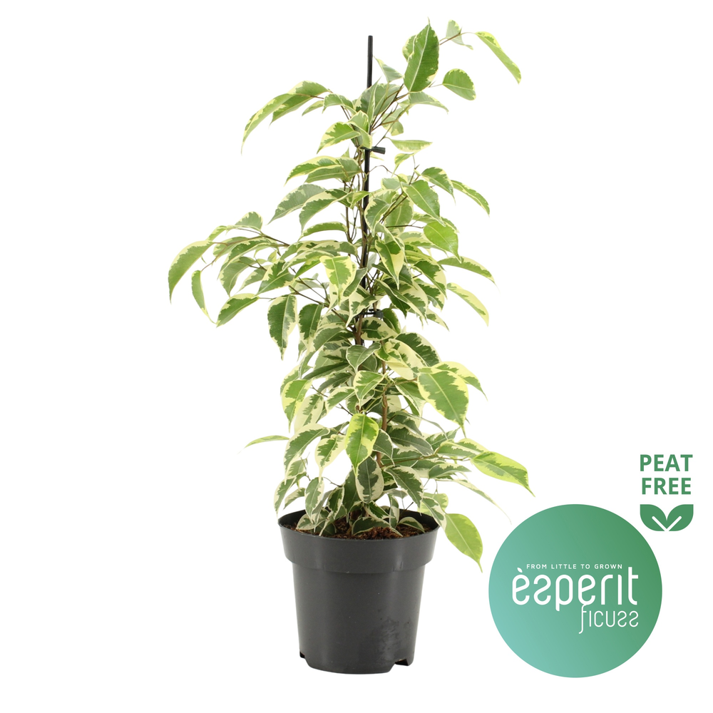 Ficus benjamina Samantha®.