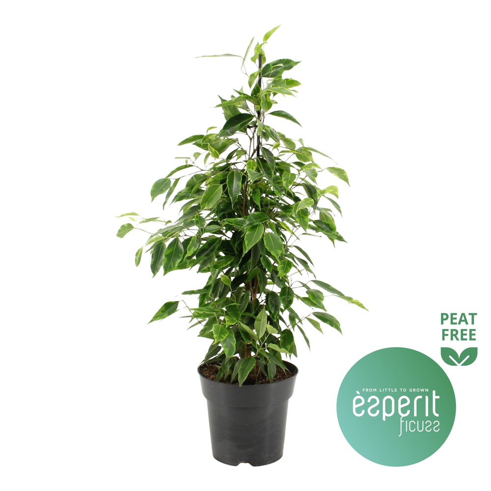 Ficus benjamina Anastasia®.