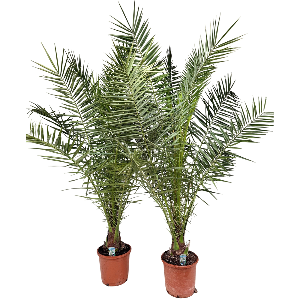 Phoenix canariensis P30 H180.