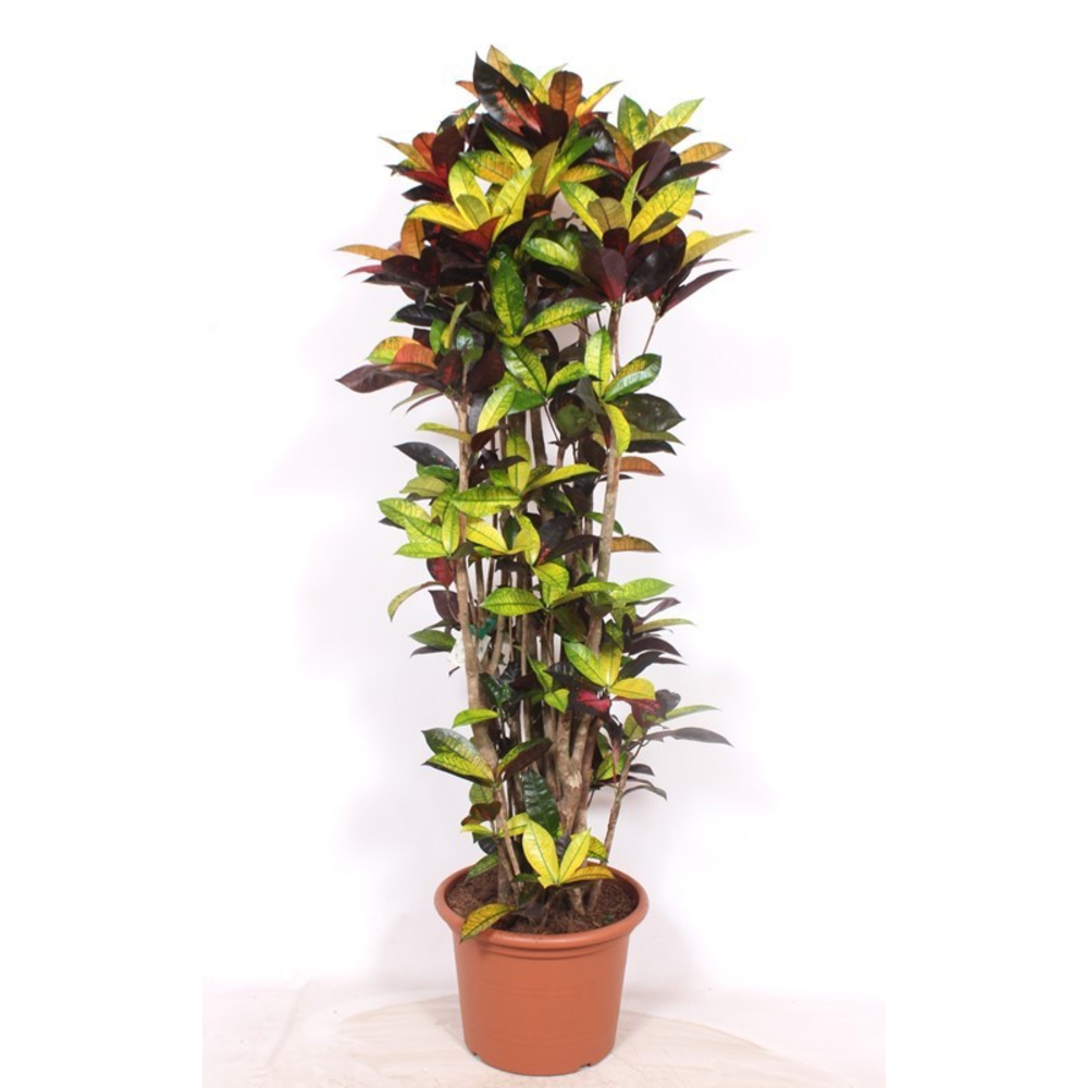 Codiaeum Iceton (Croton Iceton).