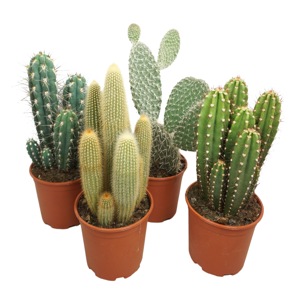 Cactus mix opgaand 21 cm.