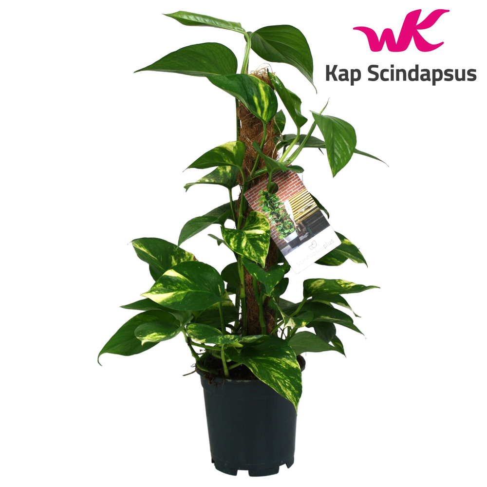 Scindapsus (Epipremnum) mosstok 50 cm.