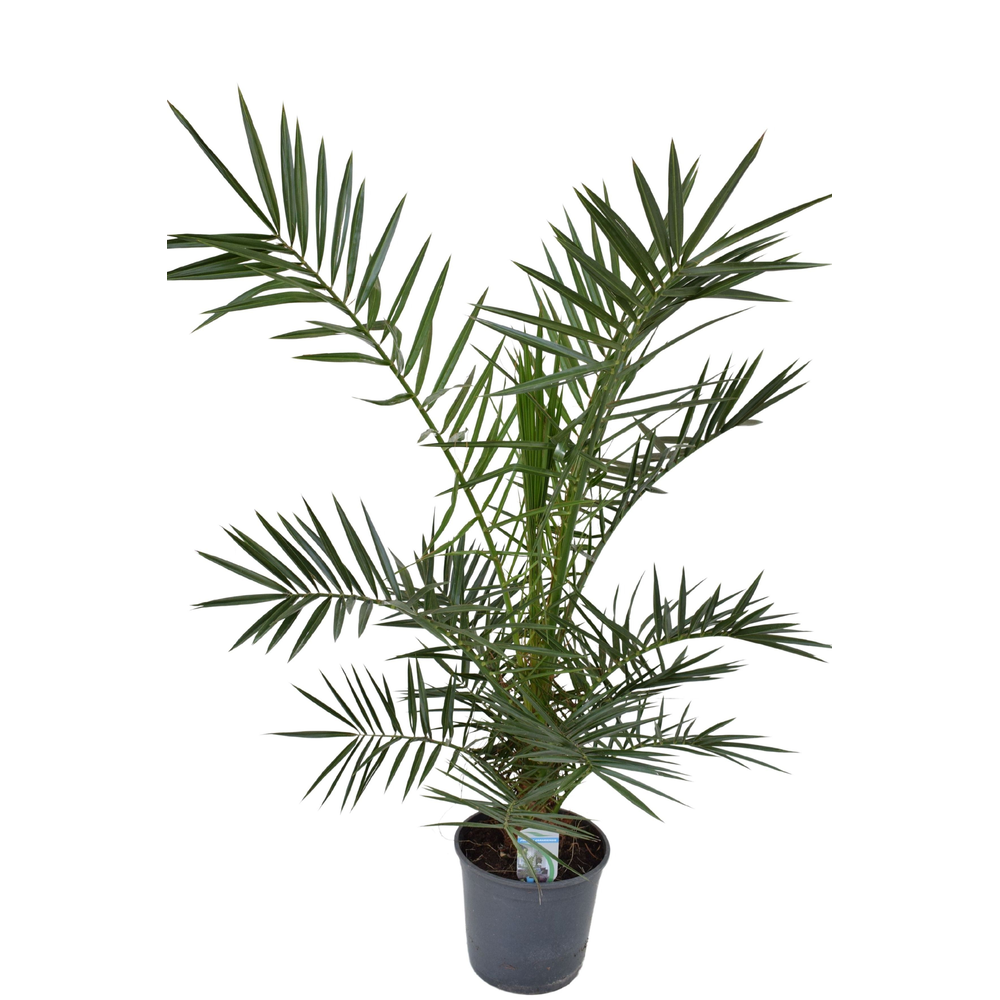 Phoenix canariensis P21 H125.