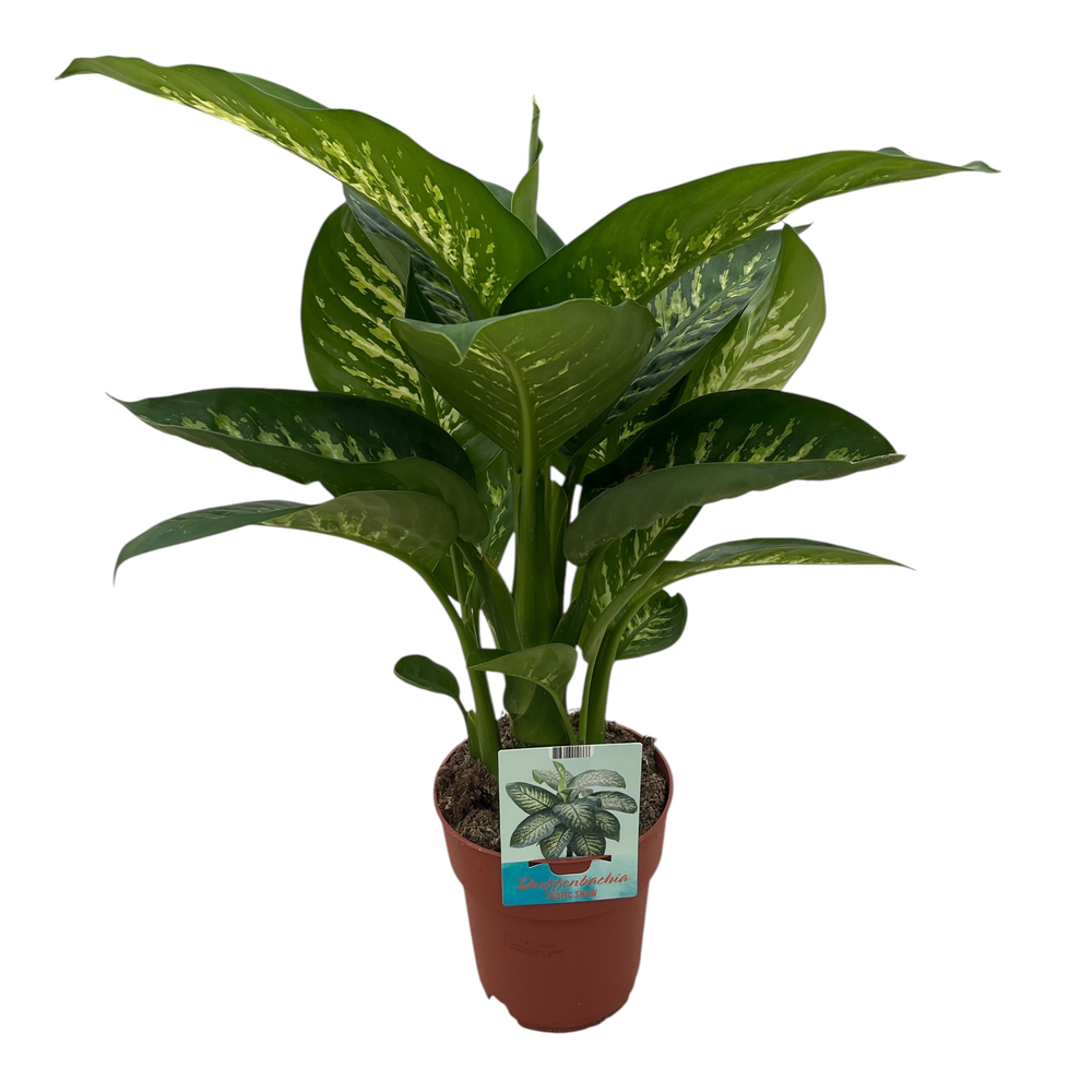 Dieffenbachia Tropic Snow.