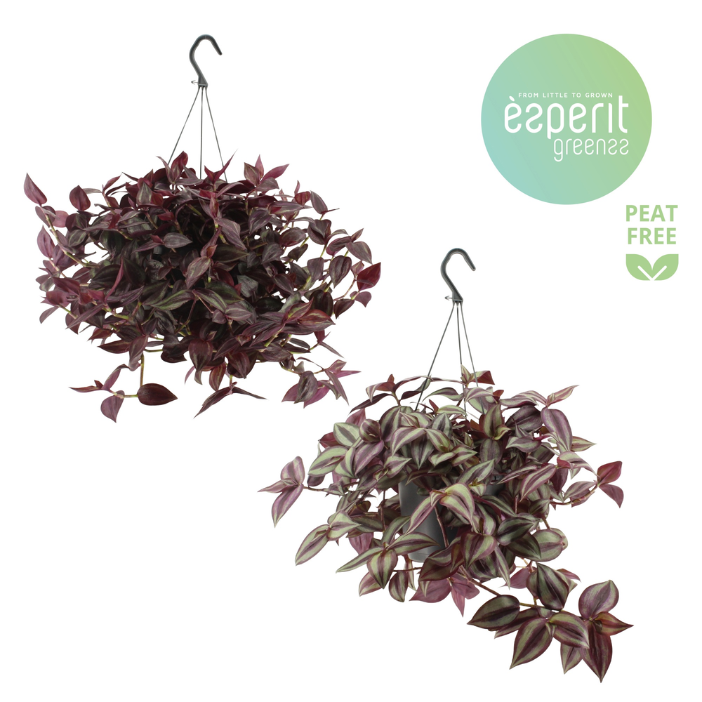 Tradescantia Mix hangpot.