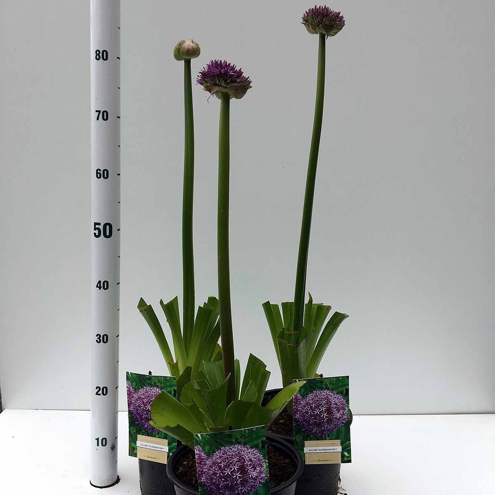 Allium 'Globemaster'.
