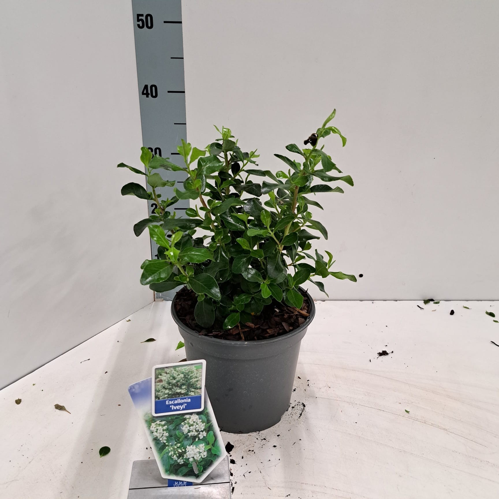 Escallonia 'Iveyi'.