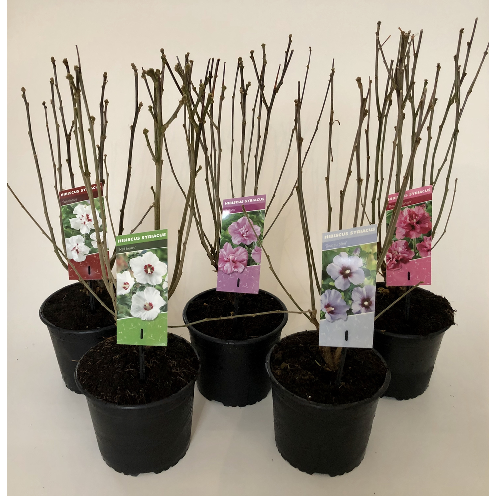 Hibiscus syriacus mix (minimum order one layer).