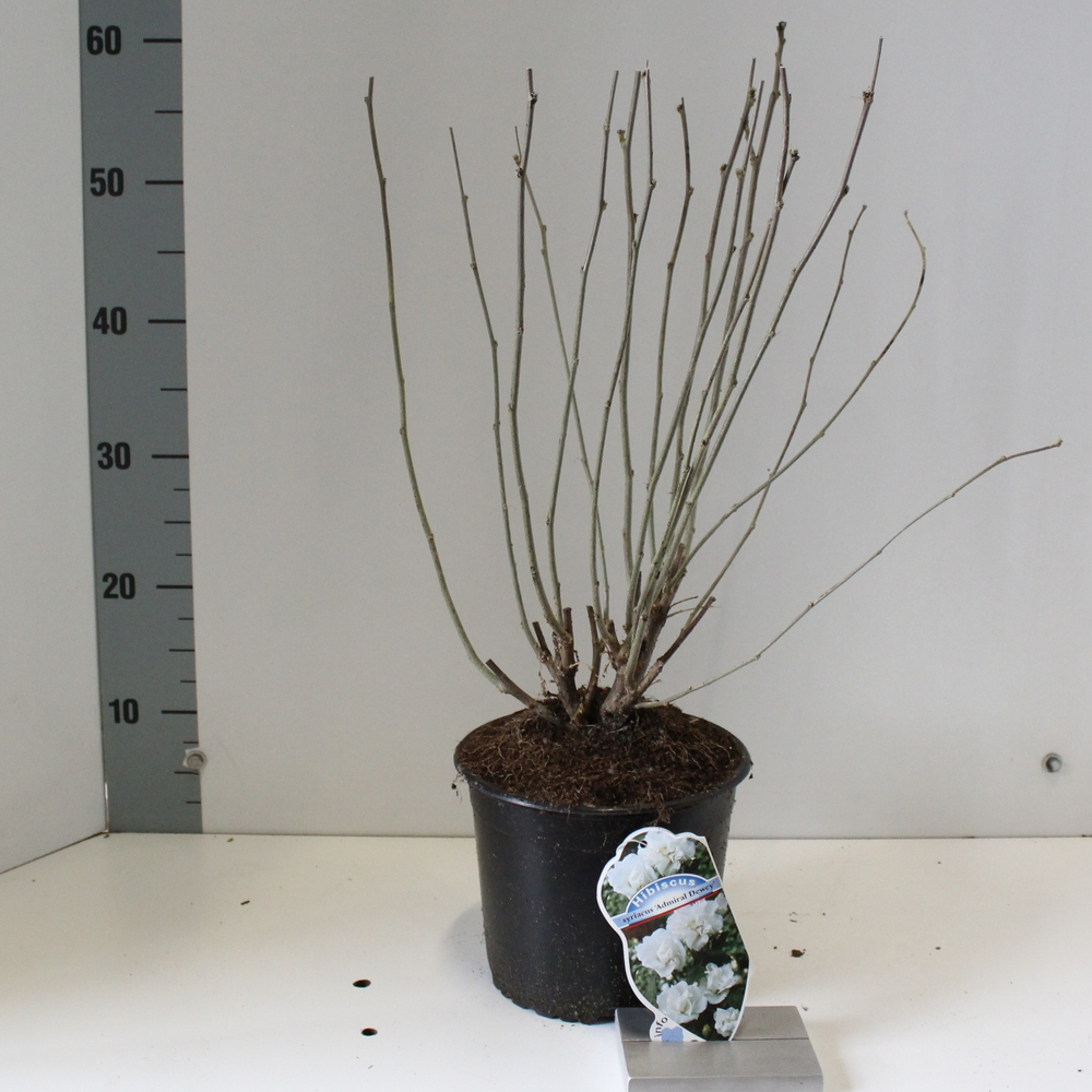 Hibiscus syr. 'Admiral Dewey'.