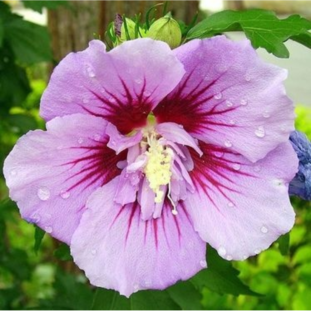 Hibiscus syr. 'Ardens'.