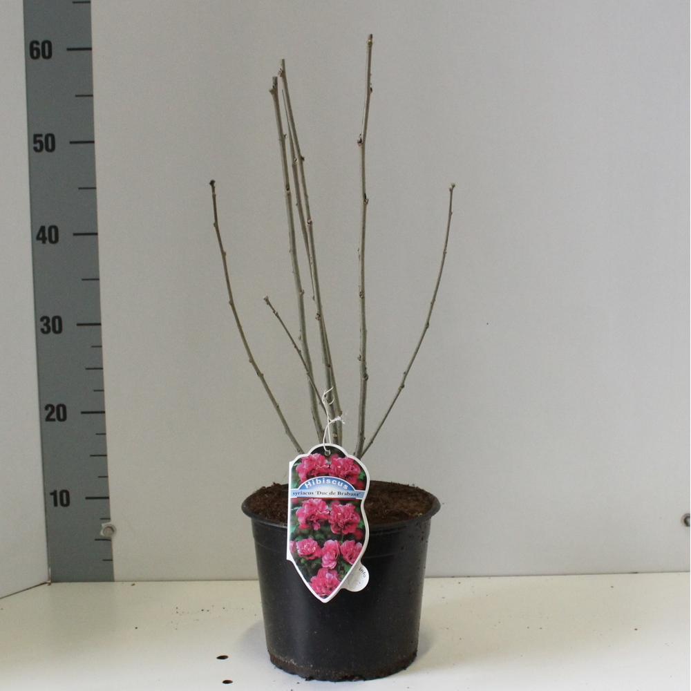 Hibiscus syr. 'Duc de Brabant'.