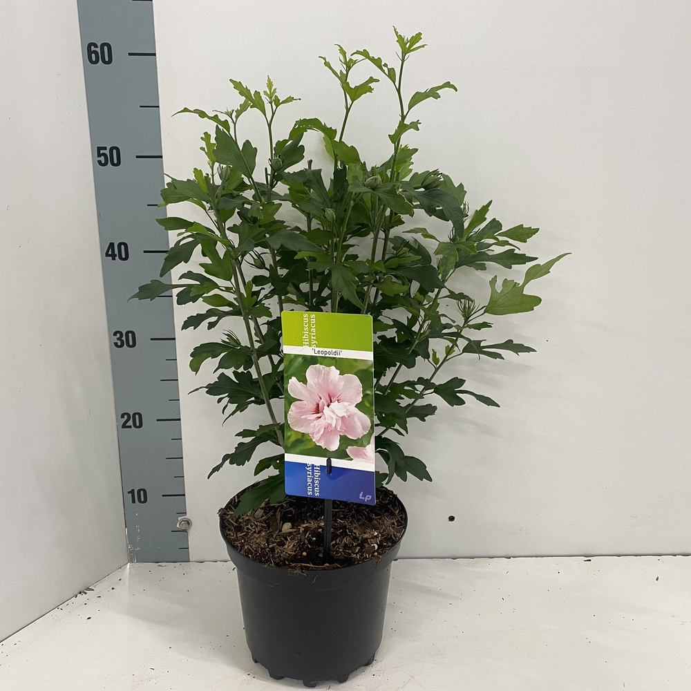 Hibiscus syr. 'Leopoldii'.