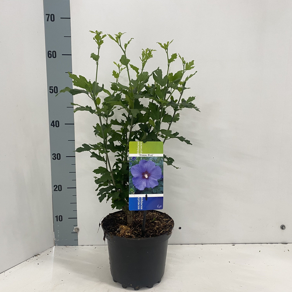 Hibiscus syr. 'Oiseau Bleu'.