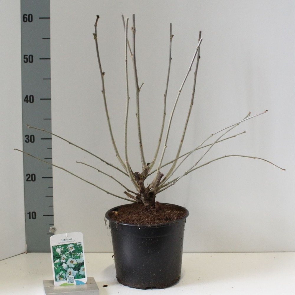 Hibiscus syr. 'Red Heart'.