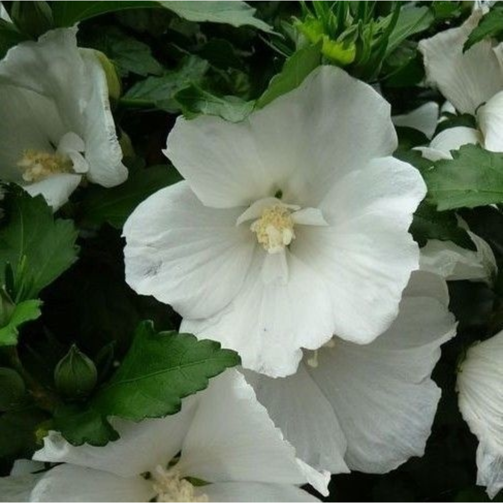 Hibiscus syr. 'Totus Albus'.