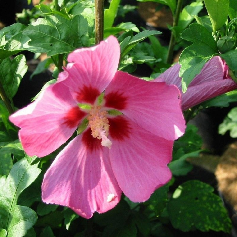 Hibiscus syr. 'Woodbridge'.