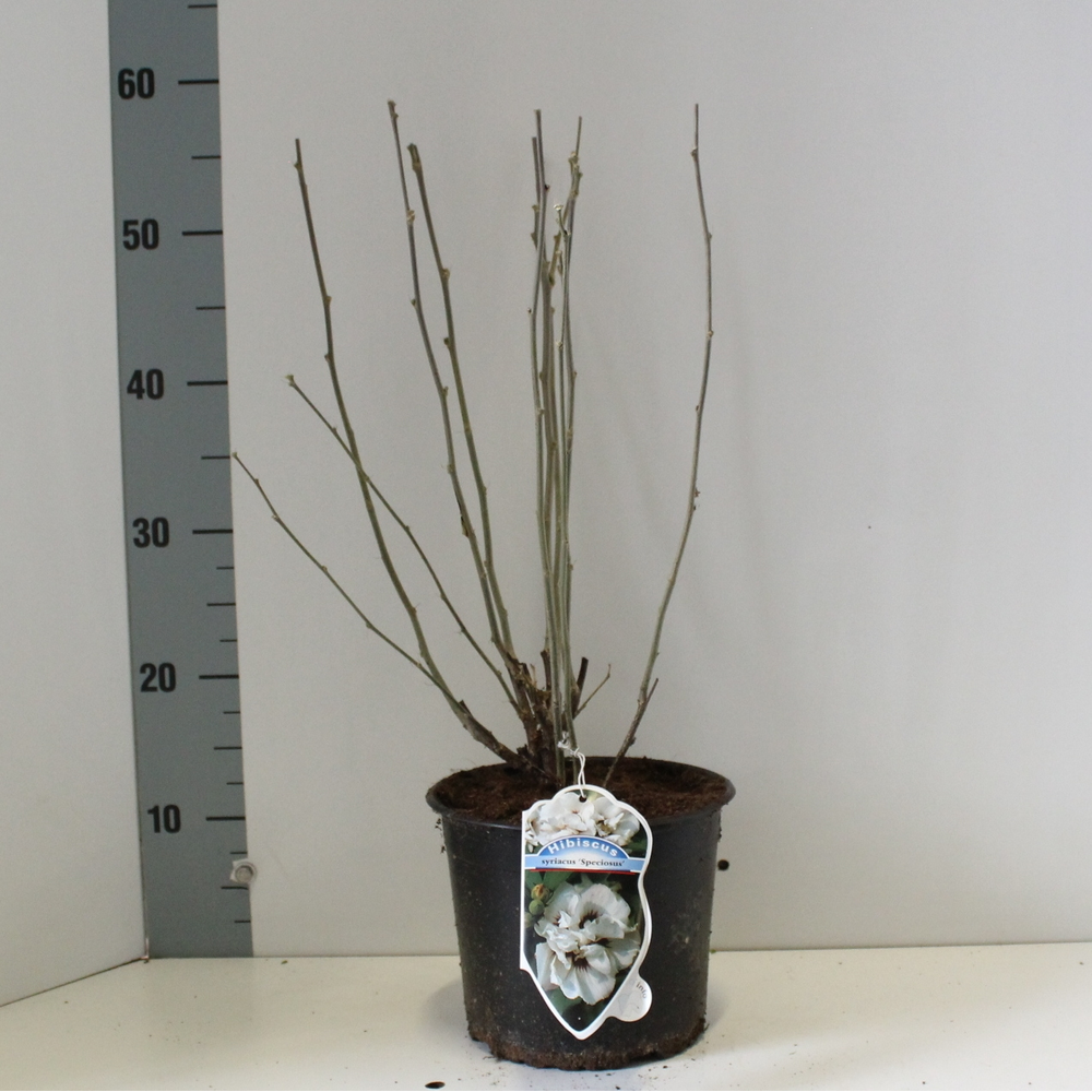 Hibiscus syr. 'Speciosus'.